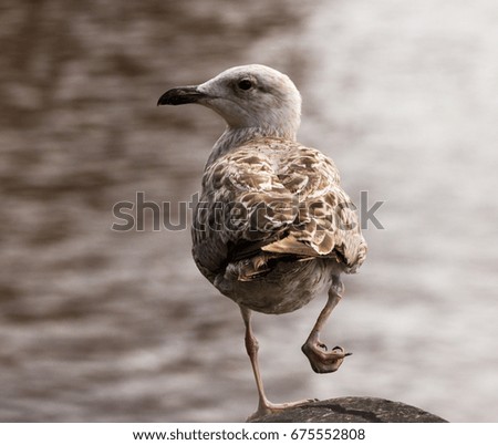 Baby seagull
