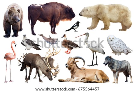 assortment of many European wild birds and mammal animals isolated on white background
