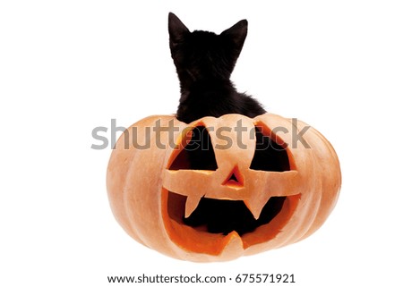 Black little cat in an Halloween pumpkin