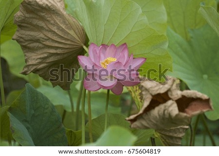 A closeup lotus flower in a natural pond, Japan. 