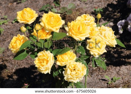 Close up of yellow roses