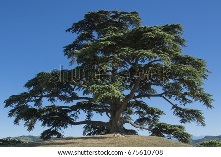Cedar tree of Lebanon. A secular tree, symbol of la Morra Royalty-Free Stock Photo #675610708