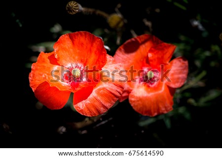 Poppies, isolated from a dark background, artistic picture of flora in the park.
