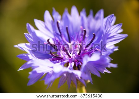 Close up of light purple flower, macro image