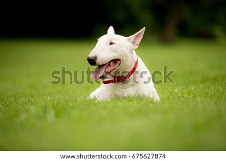 Young Bull Terrier playing in the park.