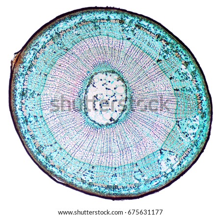 Basswood stem cross section. Light microscope slide with microsection of a three years old basswood stem, Tilia, a hardwood tree, with clearly visible annual rings. Plant anatomy. Photo. Royalty-Free Stock Photo #675631177