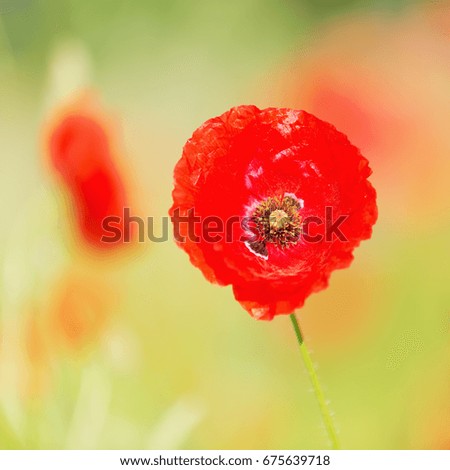 picture of poppy flowers in a poppy field