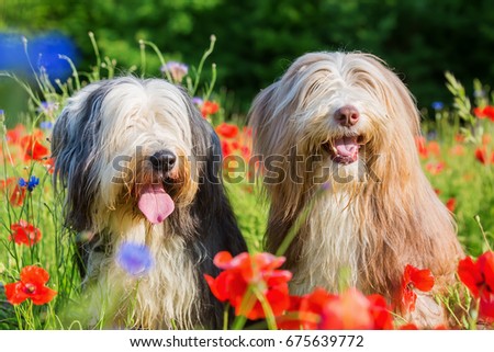 portrait picture of two bearded collies in a poppy field