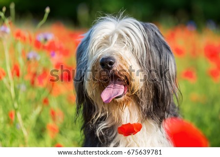 portrait picture of a bearded collie in a poppy field