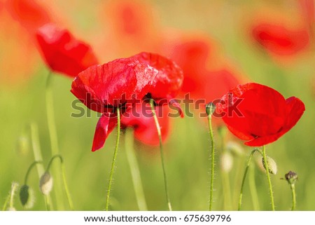 picture of poppy flowers in a poppy field