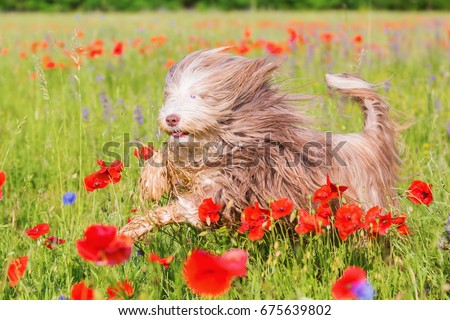 picture of a bearded collie who is running through a poppy field