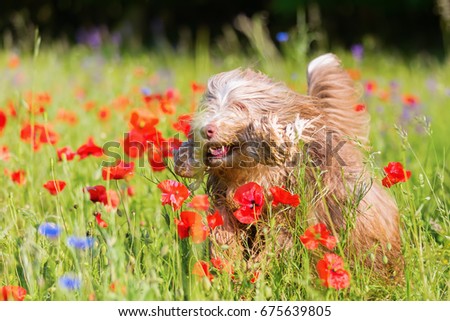 picture of a bearded collie who is running through a poppy field