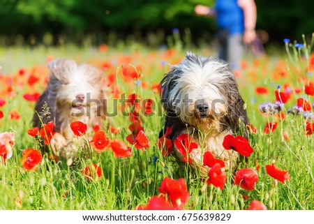 picture of two bearded collies who are running through a poppy field