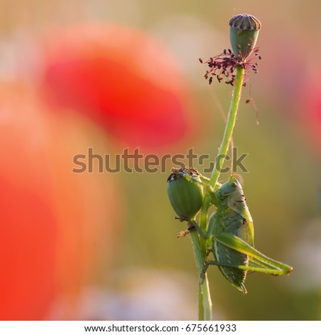 macro picture of a grasshopper at a faded poppy flower