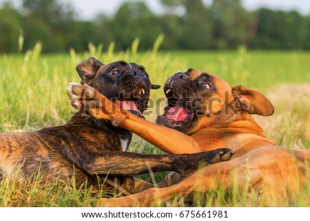 picture of two boxer dogs who are scuffling on the meadow