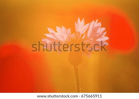 picture of a cornflower in a poppy field