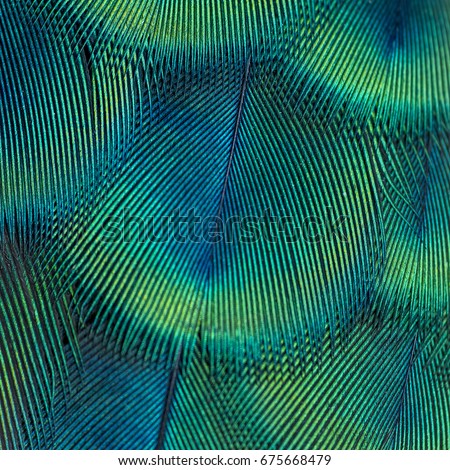 Beautiful peacock fetcher for background (Green Peafowl)

