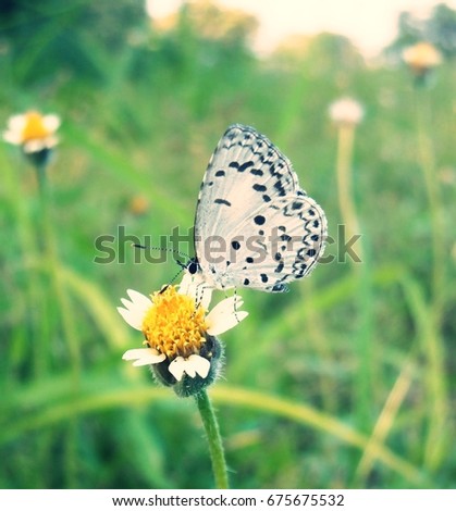 butterfly Royalty-Free Stock Photo #675675532