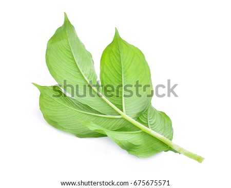 back of green leaf of amorphophallus paeoniifolius (dennst.) nicolson.elephant yam, stanley s water-tub, konjac isolated on white background