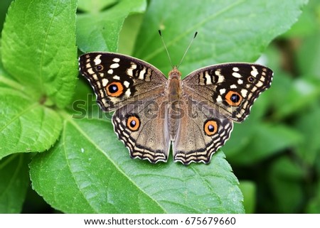 Pattern similar to the eyes on butterfly wing  ,The Lemon Pansy Butterfly,Insect on leaf with natural green background ,Thailand 
