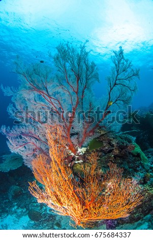 Tree Coral