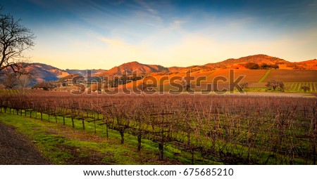 A landscape view of Sonoma valley vineyards at sunset with fluffy white clouds, trees and buildings. Royalty-Free Stock Photo #675685210