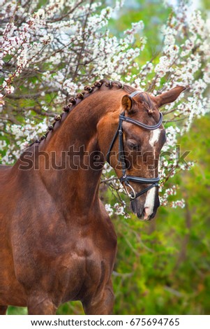 Beautiful red horse portrait in spring bloosom tree