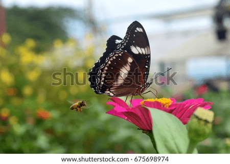 Butterfly looking for nectar on a white asteraceae flower