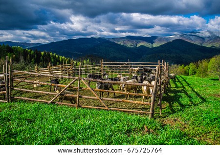 
Sheep in the mountains Royalty-Free Stock Photo #675725764