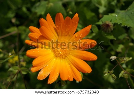 Bright orange calendula flower in shiny drops on petals after a morning rain on a sunny day for background, wallpaper and design