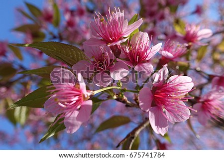 close up Sakura flowers background