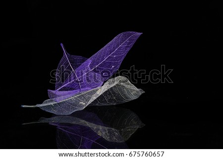 Minimalist composition purple and white Skeleton magnolia leaf, black background