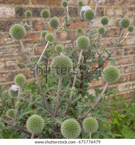 Globe Thistle (Echinops bannaticus 'Star Frost') in the Hidden Garden at Plas Cadnant in Menai Bridge on the Isle of Anglesey, Wales, UK