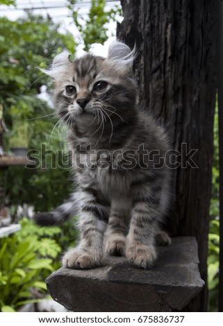 One male American Curl Brown / Chocolate spotted tabby kitten standing on shelf ledge outdoors looking alert.