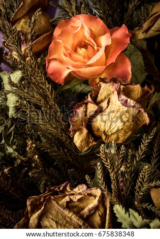 Contrast of fresh beautiful orange rose placed in a dried rose bouquet. The vibrant color of fresh rose helps bringing back happiness and romance of the past and memories.