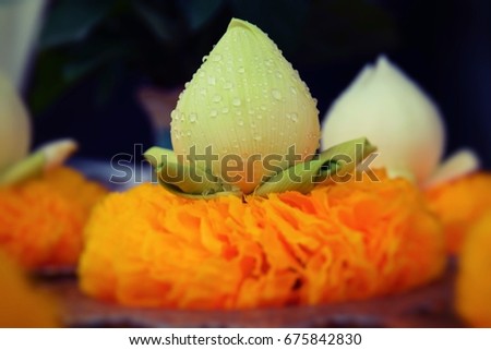 Lotus with water droplets And marigold It is believed to use the Buddha image in Buddhism. The picture was blurred.