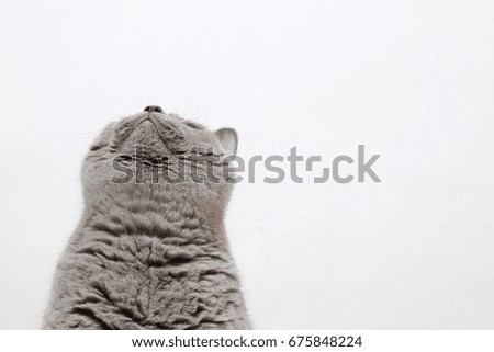 British breed cat