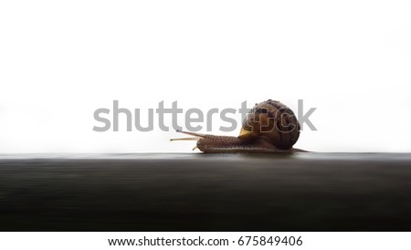 Picture of a single snail; horizontal composition.