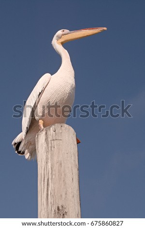 A Great White Pelican perched on a hole in the harbour while keeping a lookout for signs of fish movement. 