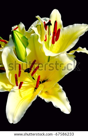 a beautiful white lily in black background