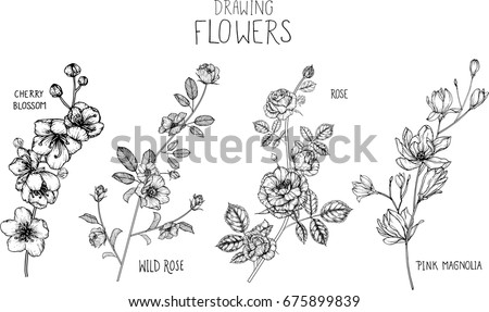 Wild rose, Rose, Magnolia, cherry blossom flowers drawing illustration vector and clip-art.