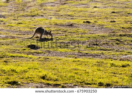 Australian Wallaby feeding in grassy field near bushland
