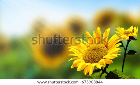 sunflower field in sunshine