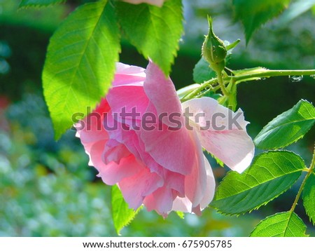 macro photo of delicate decorative rose flower with petals of pink tint on the branch of a Bush in the garden landscaped gardening design as a source for advertising, print, poster, decoration