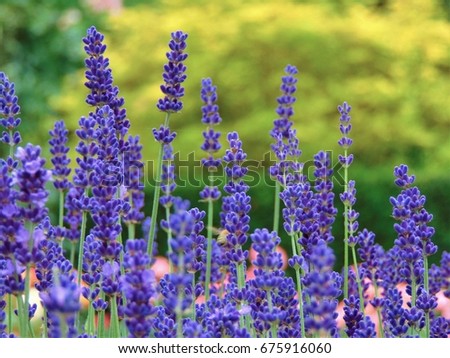 macro photo of bright decorative lavender flowers with petals of purple color in landscape and Park design as a source for advertising, print, poster, decoration
