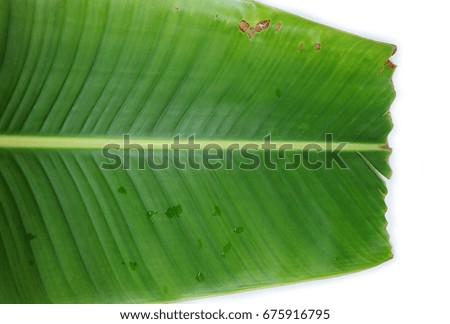 closeup green banana leaf texture and space background, wallpaper 