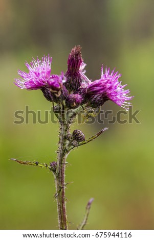 A beautiful vibrant purple thistle flower in a marsh after the rain. Shallow depth of field closeup macro photo.