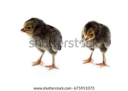 Pair of new born baby chicks, Buff Brahmas, isolated on a white background with light shadow. Extreme depth of field with selective focus on chick in foreground. 