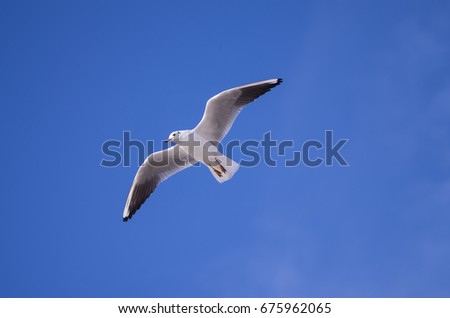 White seagull flying in the blue sky.