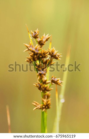 A beautiful sedges growing in a marsh after the rain in summer. Shallow depth of field closeup macro photo.